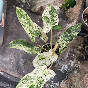 philodendron bipennifolium golden Philodendron bipennifolium 'Gold Violin' main image 1