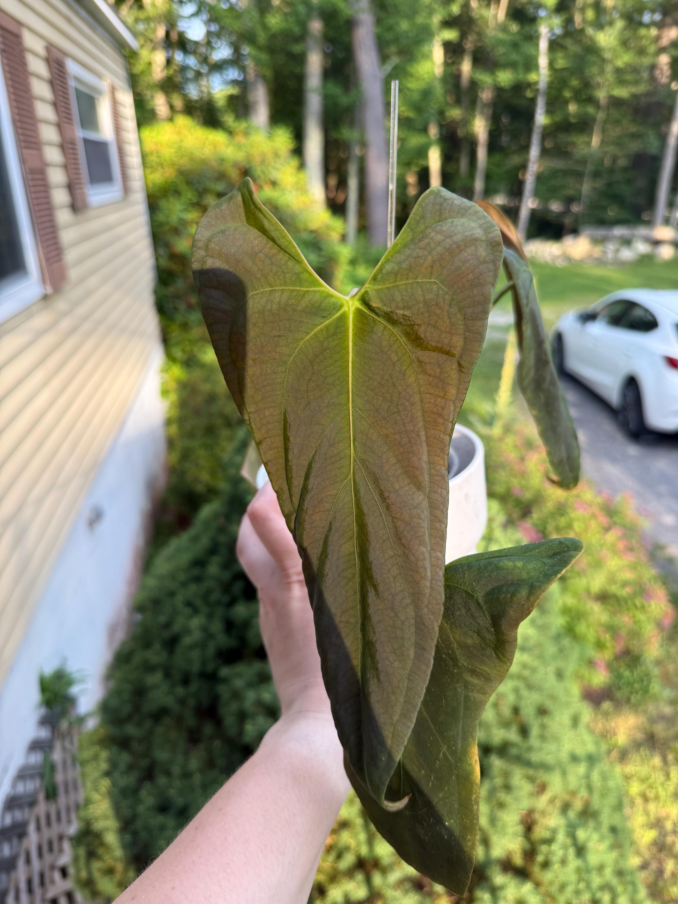 バ*ブ様 アンスリウム（RVDP）×(papifs) Available plants – Buz Plants