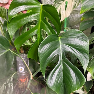 philodendron ernestii red Philodendron ernestii red