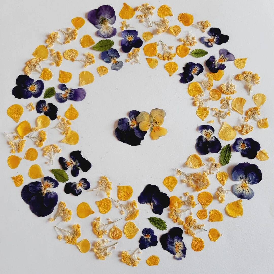 Herbiers Modernes de Fleurs Séchées Pensées et Jaunes