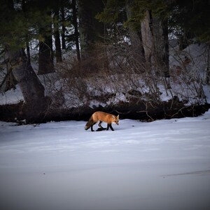 Fox on the Lake Digital Download