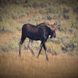 Moose In Yellowstone Digital Download