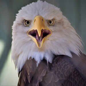 Eagle Call Digital Download