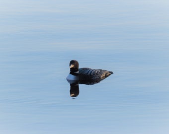 May include: A black and white loon swimming in a blue lake. The loon has a black head and neck, a white chest, and a black and white patterned back.