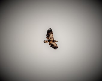 Jugendlicher Adler Fliegen Digitaler Download
