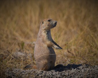 Prairie Dog Digital Download