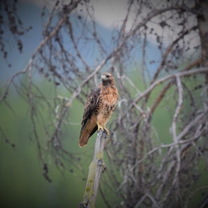 Hawk On The Perch Digital Download