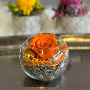 Rosenglässchen zarte Rose Infinity konserviert Trockenblumen Hochzeit Tischdekoration Muttertag Orange