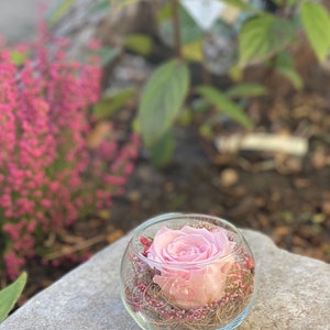 Rosenglässchen zarte Rose Infinity konserviert Trockenblumen Hochzeit Tischdekoration Muttertag Bild 9