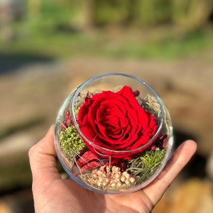 Rosenglässchen zarte Rose Infinity konserviert Trockenblumen Hochzeit Tischdekoration Muttertag Rot