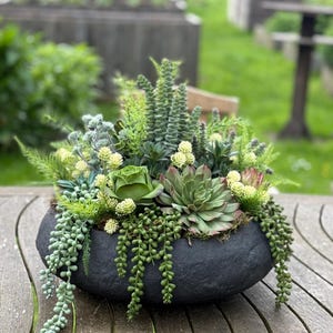 kaktus samen pflanzen Saatgut Kaktussamen Mischung - Cacti species