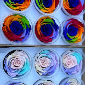 Rainbow Rose Infinity stabiliseert duurzame ongebruikelijke kleuren