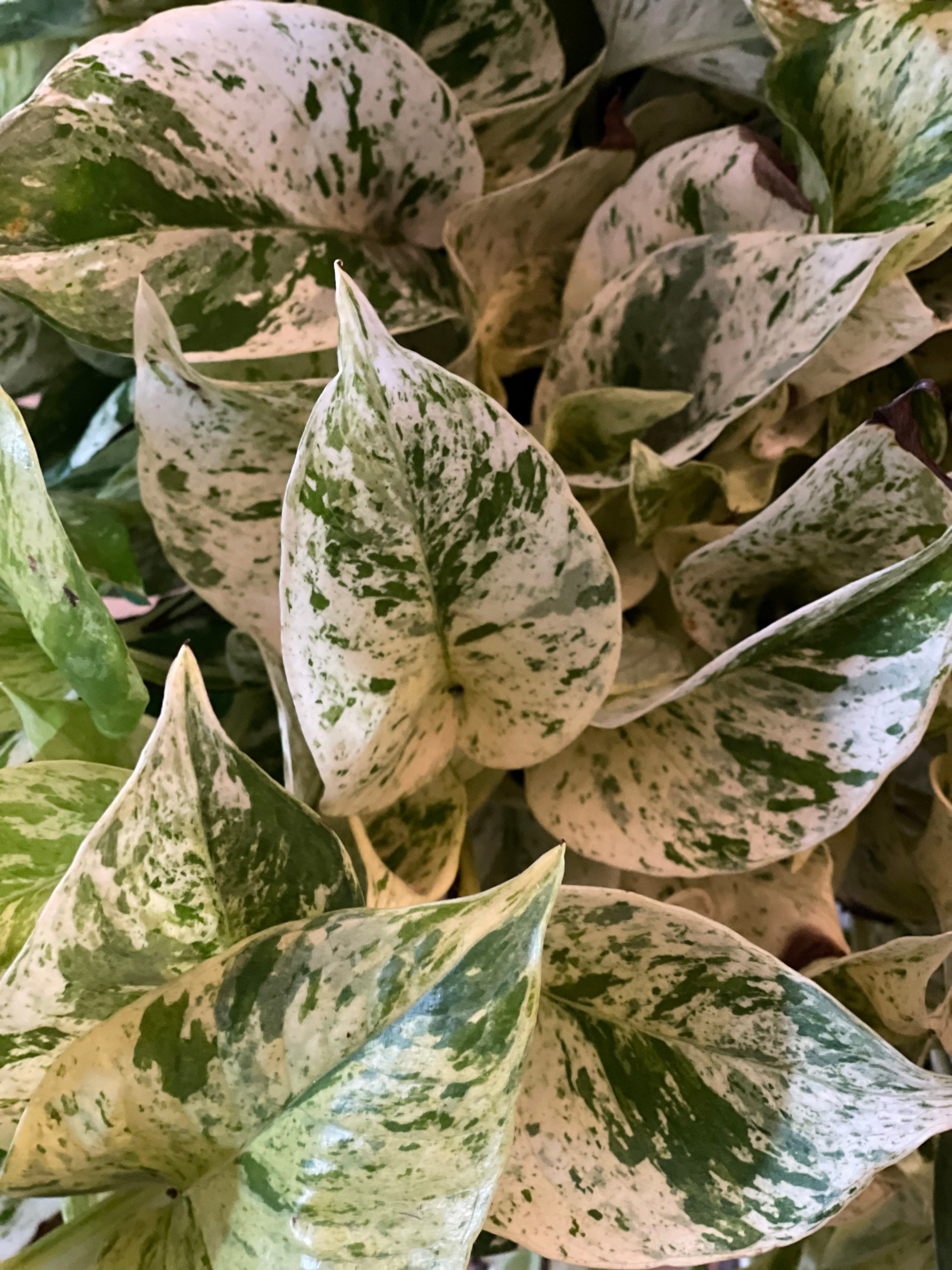 Marbled Snow queen Pothos, variegated potho cutting and 4” pots
