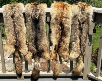 XXL Grade#1 Prime Professionally Tanned Wisconsin Coyote Pelts
