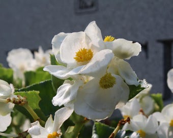Witte begoniabloemen, delicate bloemblaadjes, gele harten – tuinbloemen