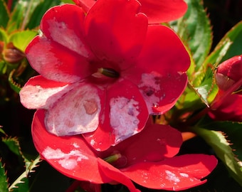nice red flower