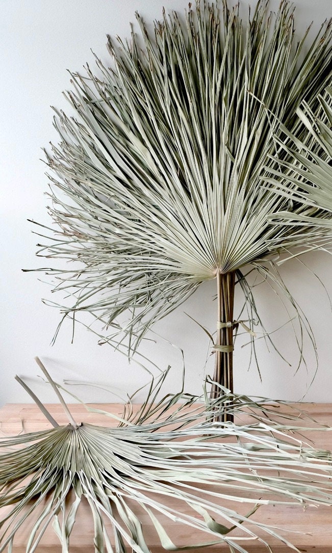 Large Dried Palm Leaf Etsy