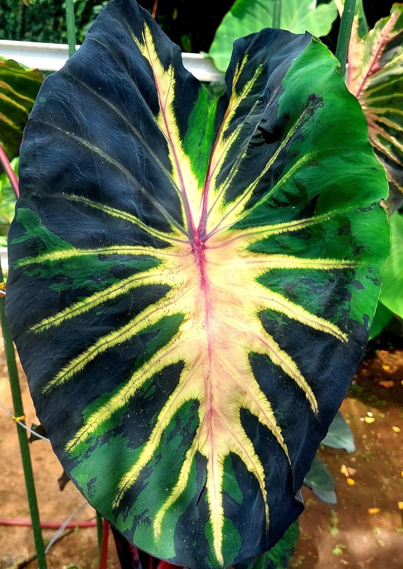 Rare Starlight Elephant Ear Colocasia Esculenta Live Bulb - Etsy