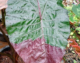Rare Suksathit Pink Elephant Ear Colocasia Esculenta Live Bulb - Etsy Norway