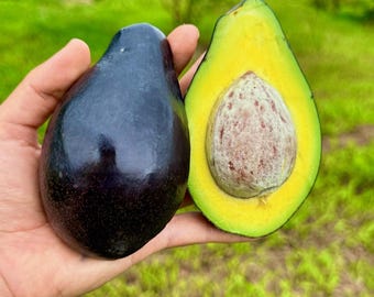 Albero di avocado varietà MEXICOLA Pianta innestata