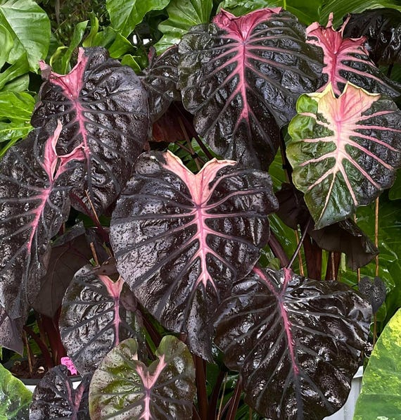 コロカシア黒葉ピンクラーバーcolocasia Psylocke 1本ラスト‼︎ コロカシア黒葉ピンクラーバーcolocasia Psylocke 1本ラスト‼︎