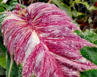 Colocasia Papua manise esculenta Spezies SELTEN Neue HB Elefantenohr frei Phytosanitäre Zertifikat