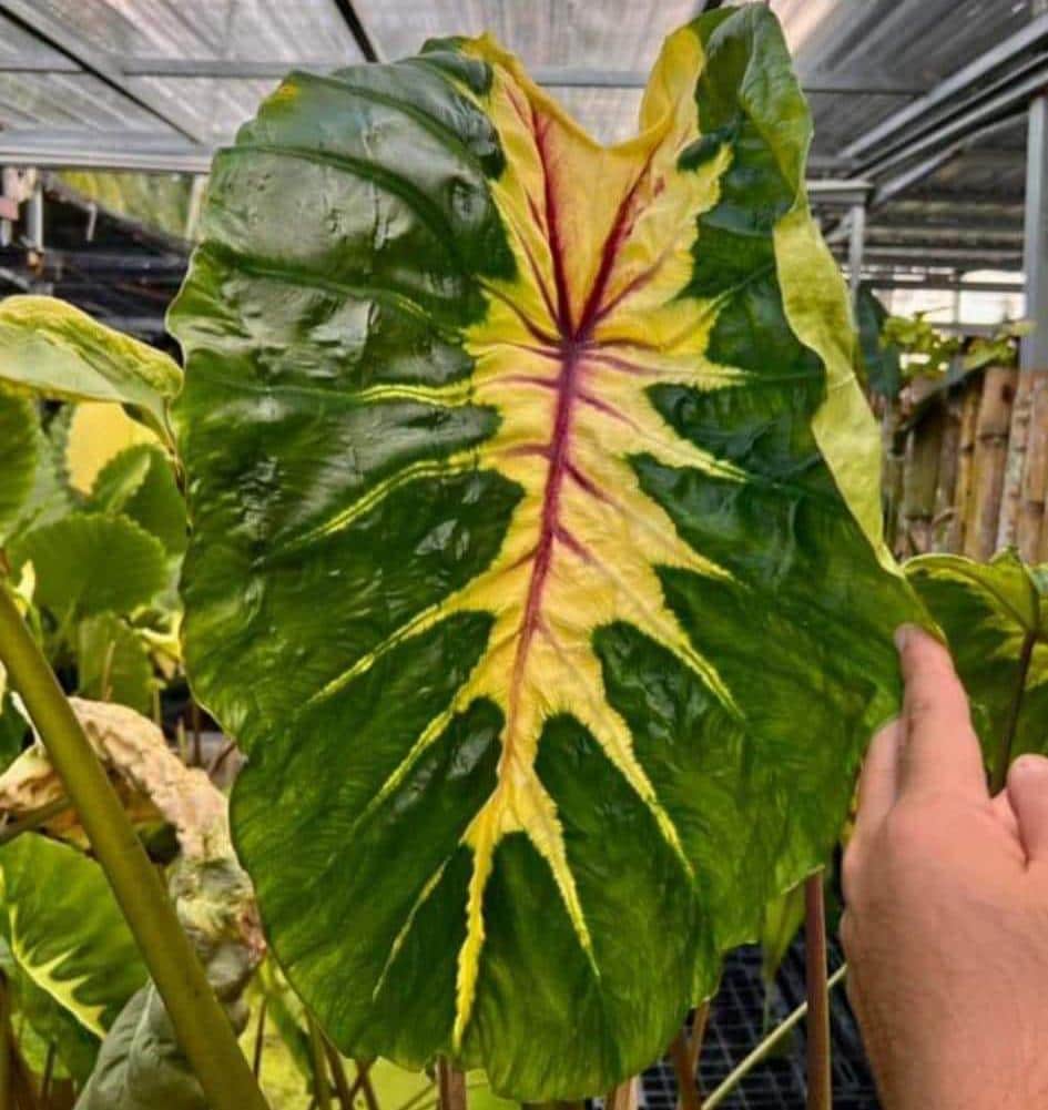 Rare Friendship Elephant Ear Colocasia Esculenta Live Bulb - Etsy