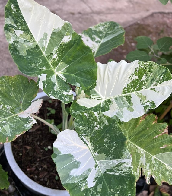 Rare Variegated Leucocasia Gigantea Albo Elephant Ear Bulb - Etsy