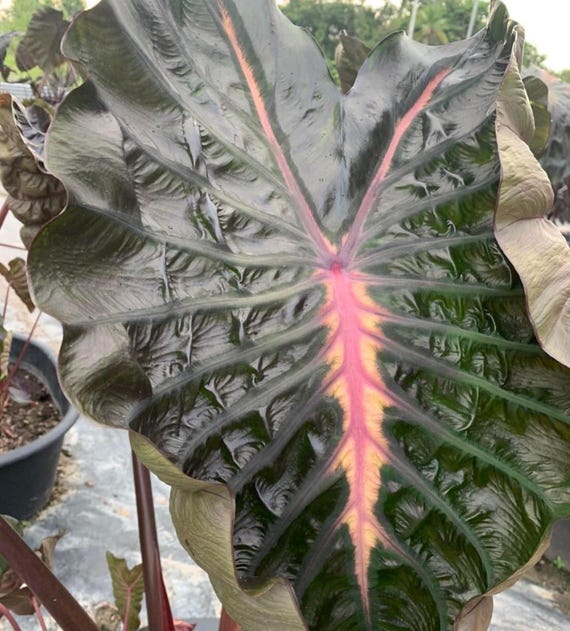 anthurium andraeanum bird safe Anthurium Andraeanum