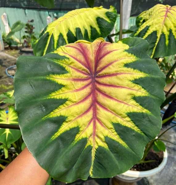 Seltene Leuchtsule Elefantenohr Colocasia Esculenta Live Bulb - Etsy.de