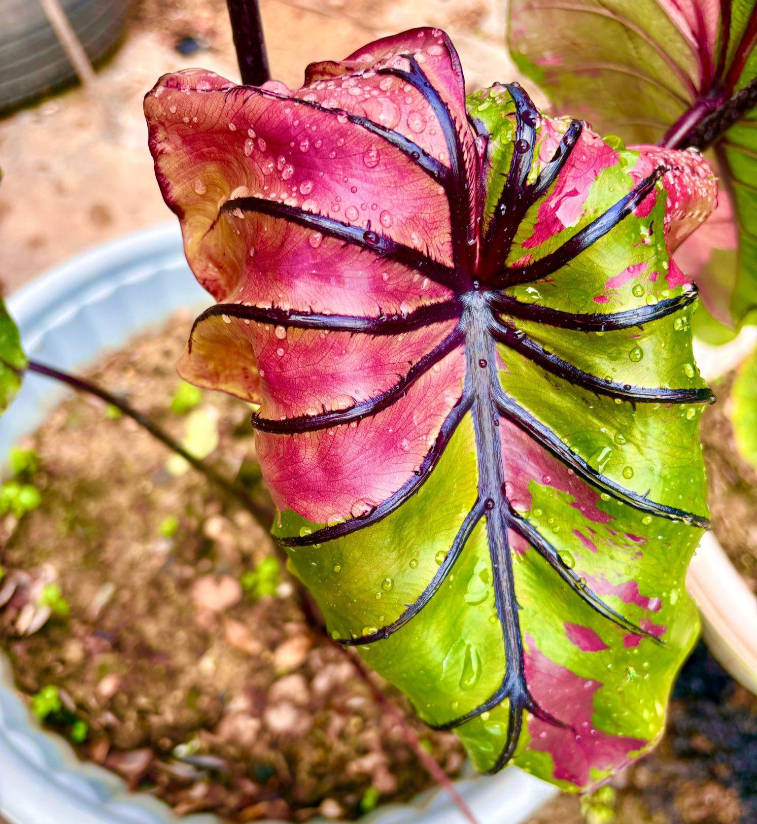 Colocasia pharaoh's mask - Etsy 日本