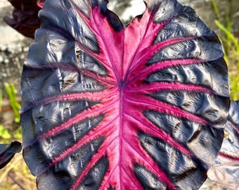 Sällsynt Redemption Elephant Ear Colocasia Esculenta Live Bulb