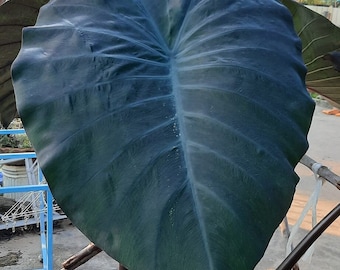 Bulbo vivo de Colocasia esculenta, rara planta gigante oscura con forma de oreja de elefante (araña).