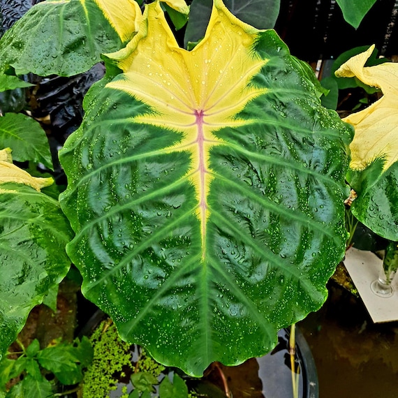 Seltene Jade Kranich Elefanten Ohr Colocasia Esculenta Live Bulb - Etsy.de