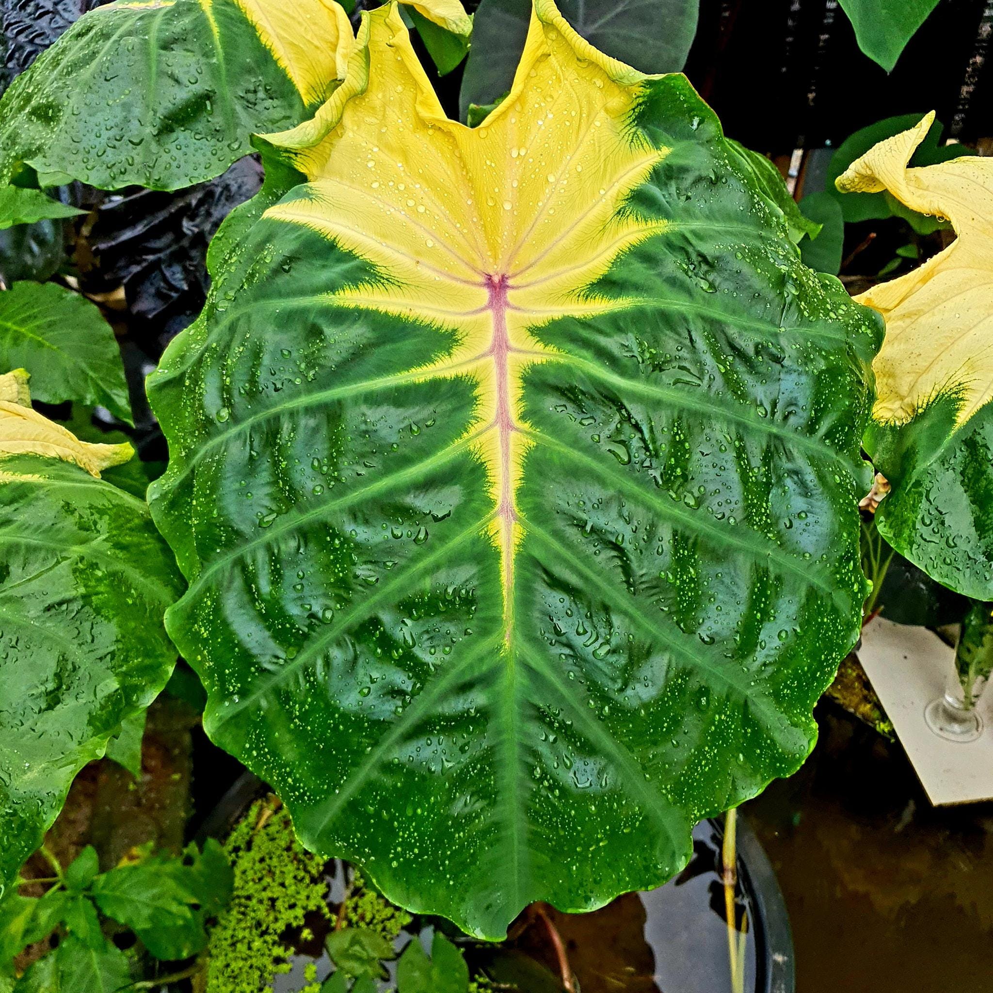 best soil for lemon lime philodendron Lemon Lime Philodendron  Plant Detectives