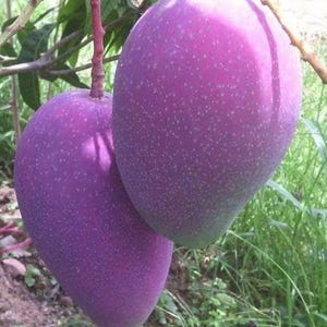 Mango tree Grafted Nam Dok Mai Si Muang Purple Mango Popular varieties Thailand