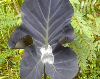 Bulbo vivo de Colocasia esculenta (oreja de elefante Kopeka, variedad rara)