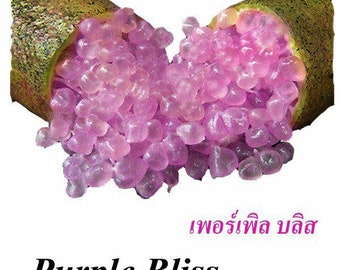 Purple Bliss Australian Finger Lime Caviar Lime greffé arbre RARE