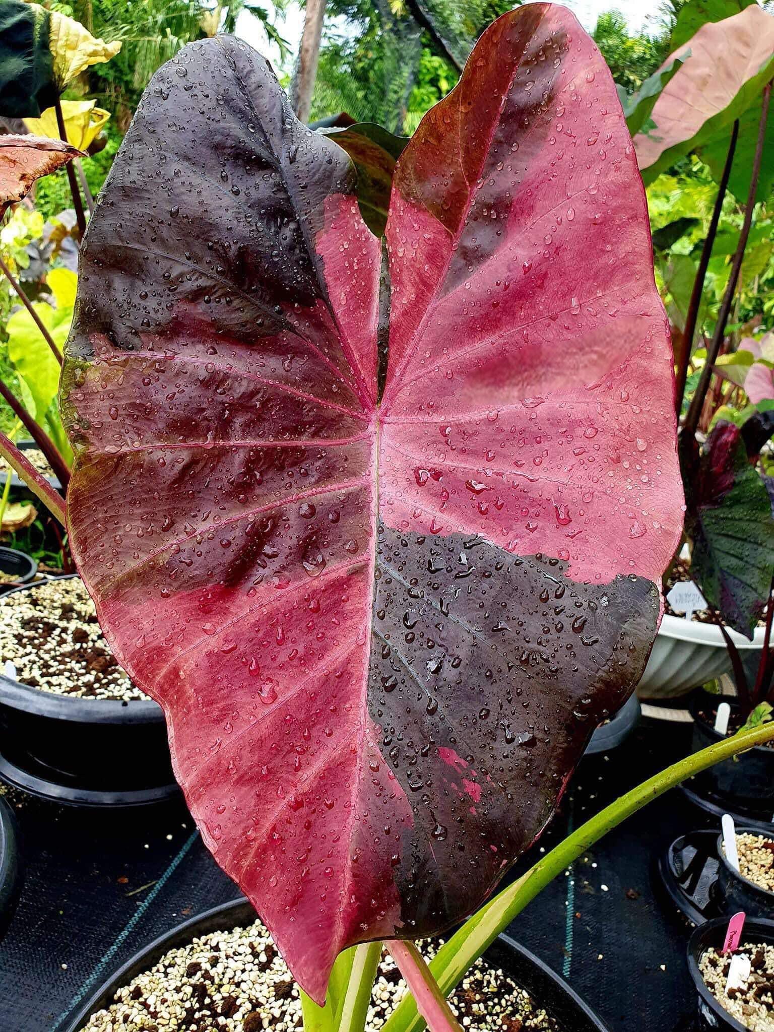 Colocasia pink - Etsy 日本