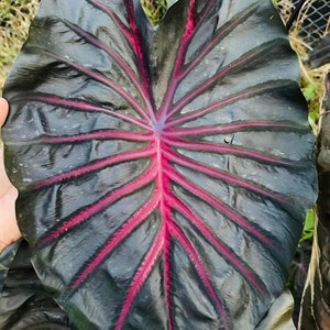 May include: A large, dark green leaf with prominent, bright red veins. The leaf is heart-shaped and has a textured surface.