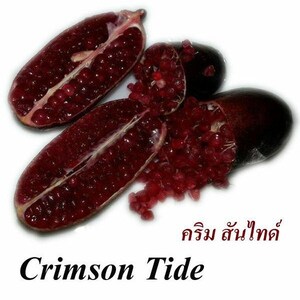 Op de afbeelding: Crimson Tide, een soort vingerlimoen, is opengeknipt en laat het helderrode vruchtvlees en de zaden zien. De hele vrucht met zijn donkerpaarse schil is ook te zien.