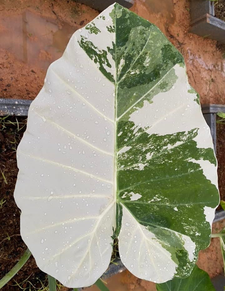 Alocasia regal shields - Etsy 日本