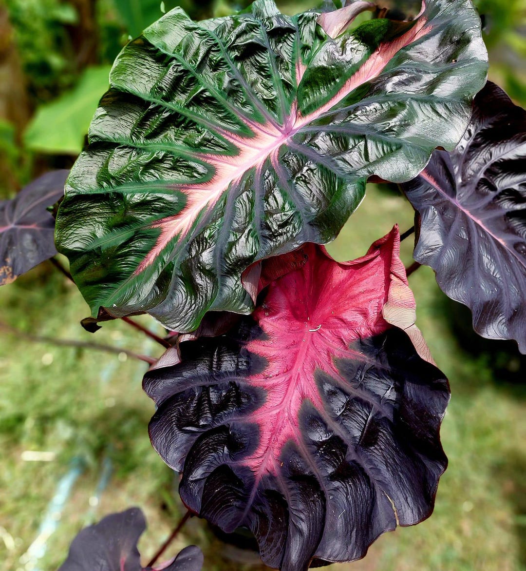 コロカシア黒葉ピンクラーバーcolocasia Psylocke 1本(2)