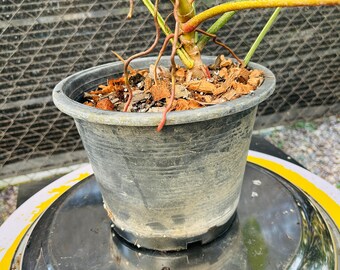フィロデンドロン・フロリダビューティー斑入り植物 – 斑入りの