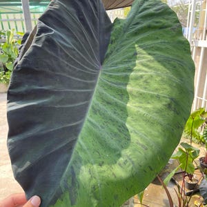 Colocasia Black Galaxy esculenta species RARE New HB Elephant ear free Phytosanitary Certificate
