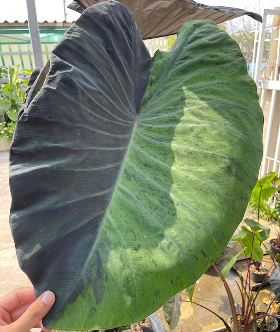 fiddle leaf fig price Ficus Lyrata (Fiddle Leaf Fig) Variegated 4  Rare Foliage Plant Co