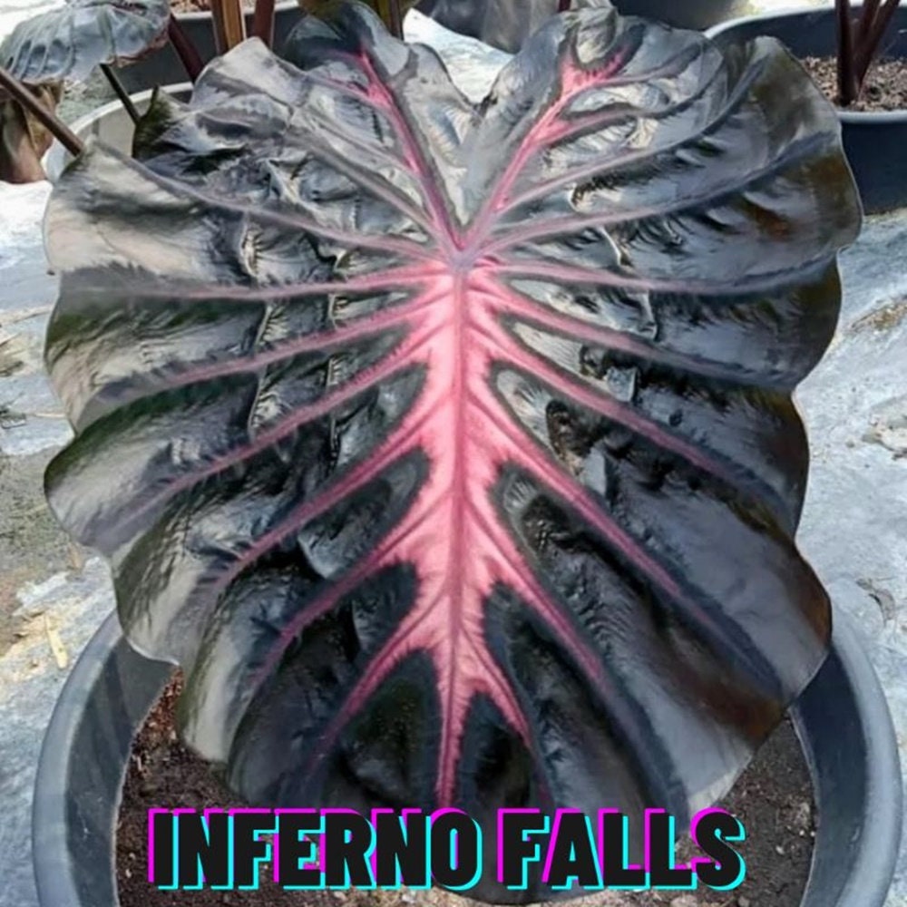 希少※ Colocasia “inferno falls”インフェルノフォールズ☆コロカシア
