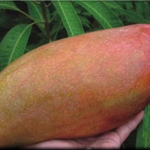 Könnte beinhalten: Eine reife Mango, gehalten in einer Hand, zeigt einen Farbverlauf von Gelb nach Rot. Die Schale der Frucht ist gesprenkelt und glatt, mit grünen Blättern im Hintergrund. Diese tropische Frucht ist ein beliebter Snack.