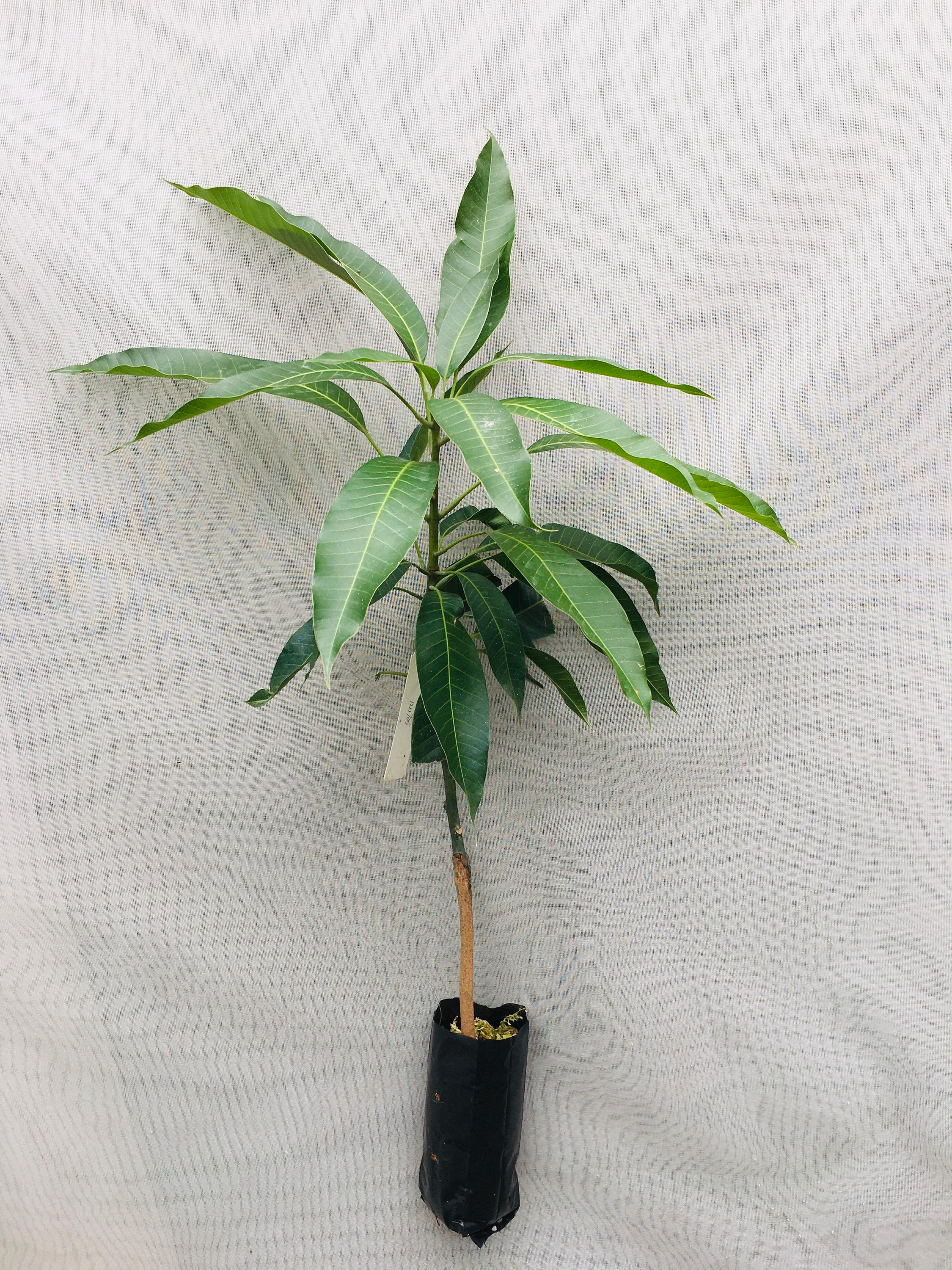 マンゴーの木 接ぎ木チョクアナンマンゴー 人気品種 タイ - Etsy 日本