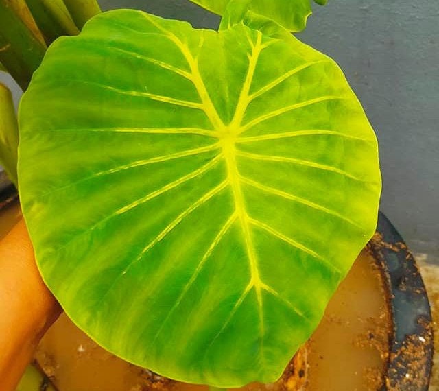 albo dark black monstera deliciosa Buy Monstera Albo Variegata ~ Variegated Houseplant – AroidHouse main image 0